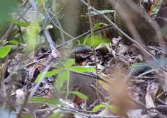 Arborophila rufogularis