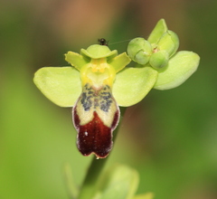 Ophrys fusca
