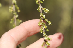 Micromyrtus sessilis