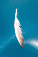 Onychoprion anaethetus