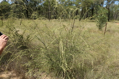 Micromyrtus sessilis