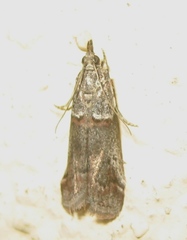 Acrobasis obliqua