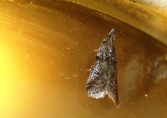 Acrobasis obliqua