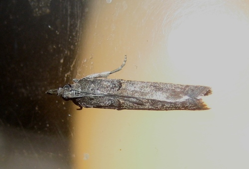 Etiella zinckenella