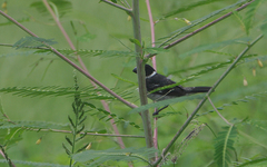 Sporophila americana