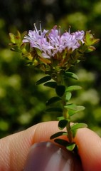 Agathosma lanceolata
