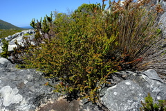 Agathosma lanceolata