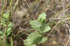 Gonocarpus urceolatus