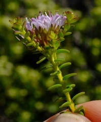 Agathosma lanceolata