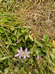 Erodium malacoides
