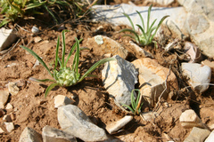 Hohenackeria exscapa