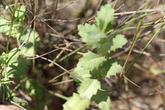 Gonocarpus urceolatus