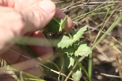 Gonocarpus urceolatus