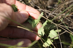 Gonocarpus urceolatus