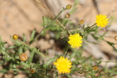 Rutidosis murchisonii