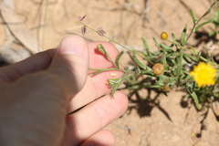 Rutidosis murchisonii