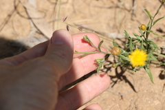 Rutidosis murchisonii