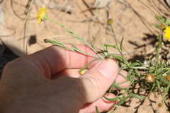 Rutidosis murchisonii