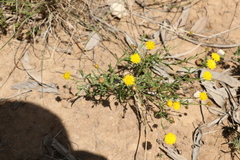 Rutidosis murchisonii