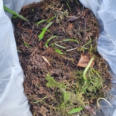 Allium ursinum