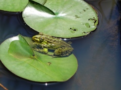 Pelophylax nigromaculatus