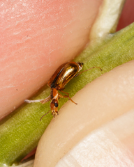 Attalus scincetus