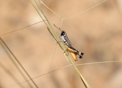 Macrotona securiformis
