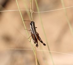 Macrotona securiformis