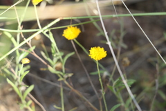 Rutidosis murchisonii