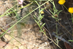 Rutidosis murchisonii