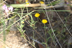 Rutidosis murchisonii