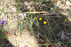 Rutidosis murchisonii