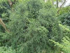 Dixeia spilleri