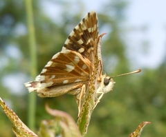 Pyrgus malvoides