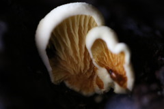 Pseudomerulius curtisii