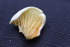 Pseudomerulius curtisii