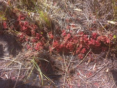 Drosera slackii
