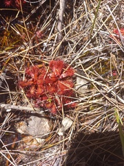Drosera slackii
