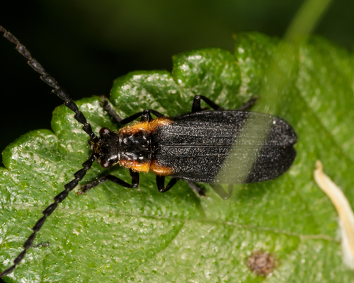 Wide-horned Soldier Beetle