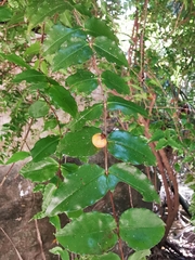 Mouriri myrtilloides