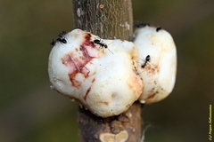 Ceroplastes destructor