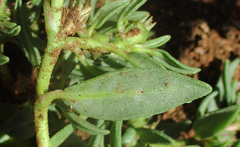 Sesuvium hydaspicum
