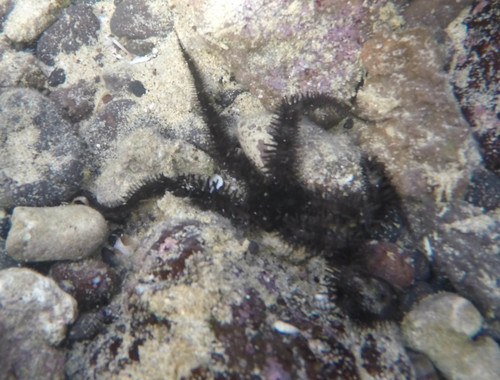 Ophiocoma erinaceus
