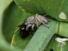 Habronattus hirsutus