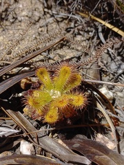 Drosera esterhuyseniae