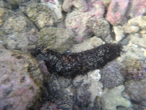 Holothuria atra