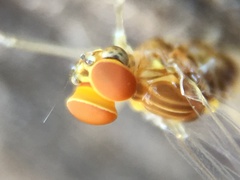 Ephemeroptera