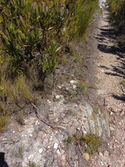 Drosera esterhuyseniae