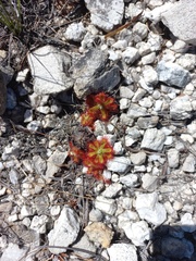 Drosera esterhuyseniae