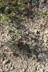 Abutilon sonneratianum